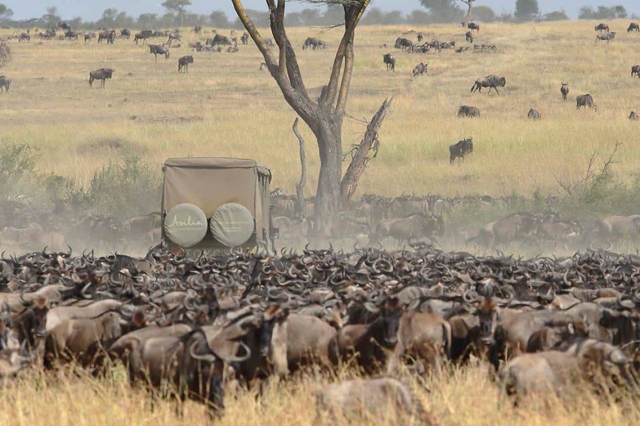 great-migration-serengeti-game-drive